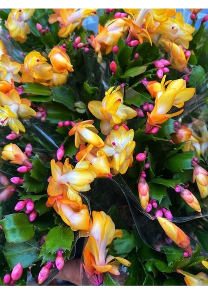 Videolu Sarı Yılbaşı Çiçeği Fidanı 1 Adet Saksılı 10-20 cm İç Mekan Salon Ev Bitkisi (Rhipsalidopsis) fiyatları