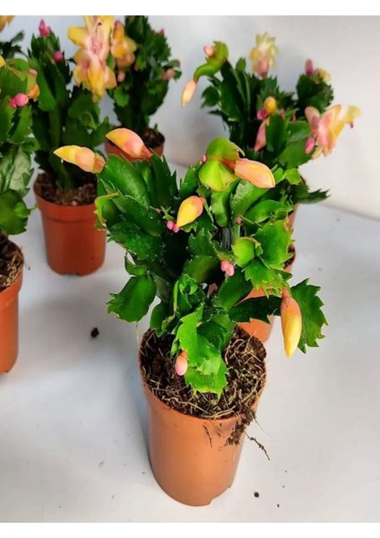 Videolu Sarı Yılbaşı Çiçeği Fidanı 1 Adet Saksılı 10-20 cm İç Mekan Salon Ev Bitkisi (Rhipsalidopsis) modelleri