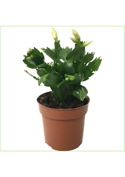 Videolu Sarı Yılbaşı Çiçeği Fidanı 1 Adet Saksılı 10-20 cm İç Mekan Salon Ev Bitkisi (Rhipsalidopsis) fırsatları