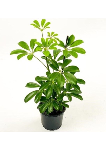 Şeflera-Schefflera Bitkisi 50-70 cm