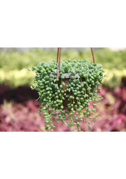 Askılı Tesbih Çiçeği Fidanı 20 - 40 cm