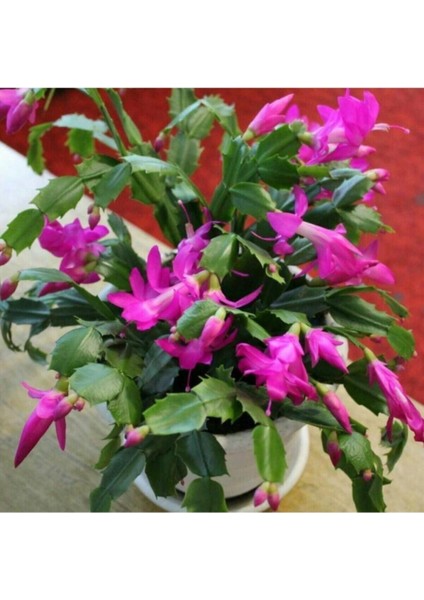 Mor Yılbaşı Çiçeği Fidanı Saksılı