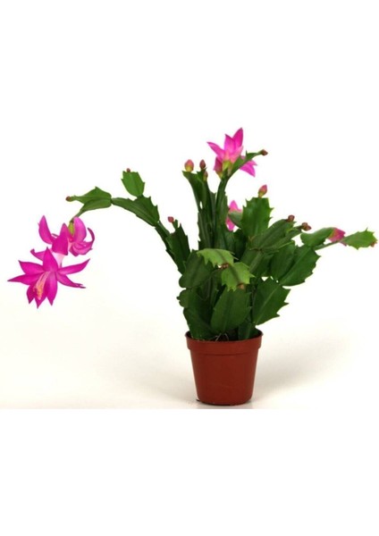 Mor Yılbaşı Çiçeği Fidanı Saksılı fiyatları