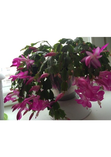 Mor Yılbaşı Çiçeği Fidanı Saksılı modelleri