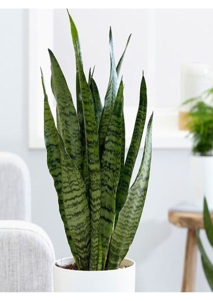 Yeşil Kılıç Çiçeği Bol Köklü 40-60 cm İç Mekan Bitkisi (Hava Temizleyen Bitki)
