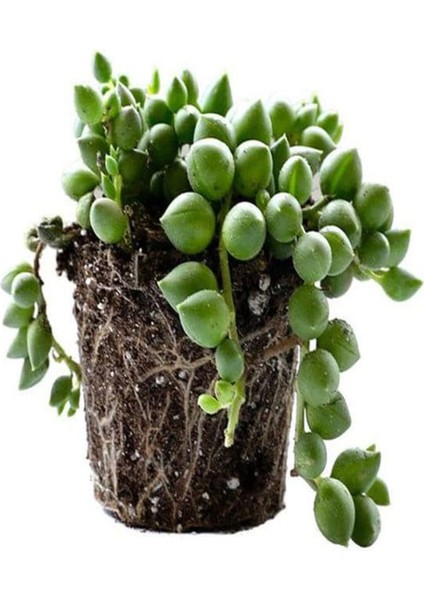 Videolu Boncuk Yapılı Tesbih Çiçeği 1 Adet Saksılı/Tüplü 5-15 cm İç Mekan Bitkisi(Senecio Rowleyanus)