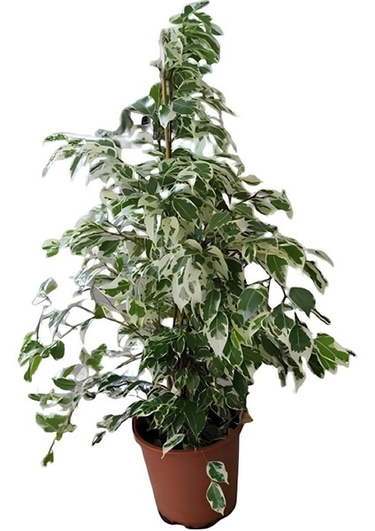 Videolu Alacalı Benjamin Bitkisi 1 Adet Saksılı/Tüplü 60-90 cm Ofis Bitkisi(Ficus Starlightt)