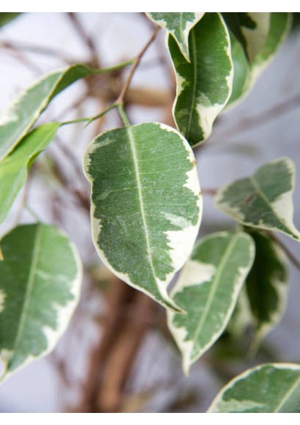 Videolu Alacalı Benjamin Bitkisi 1 Adet Saksılı/Tüplü 60-90 cm Ofis Bitkisi(Ficus Starlightt)