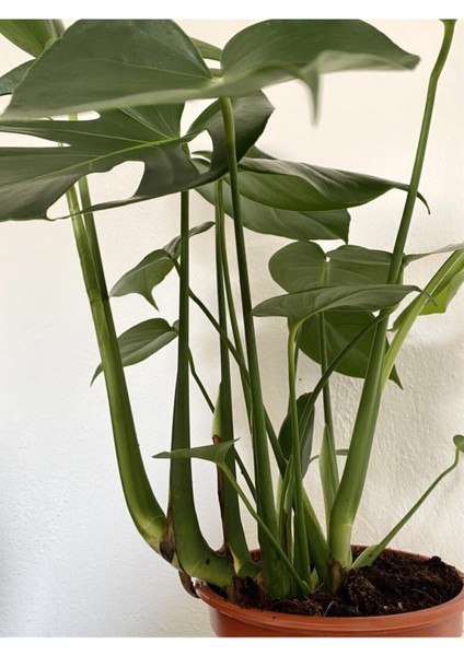 Videolu Deve Tabanı Geniş Yapraklı 1 Adet Saksılı 60-100 cm İç Mekan Bitkisi Monstera Deliciosa