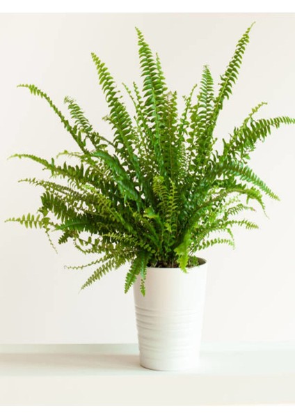 Aşk Merdiveni Fujer Dolgun Formlu 14.5 Saksıda İç Mekan Bitkisi Salon Bitkisi