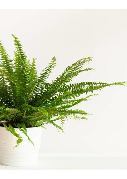 Aşk Merdiveni Fujer Dolgun Formlu 14.5 Saksıda İç Mekan Bitkisi Salon Bitkisi fiyatları