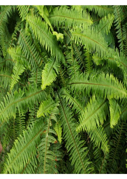 Aşk Merdiveni Fujer Dolgun Formlu 14.5 Saksıda İç Mekan Bitkisi Salon Bitkisi modelleri