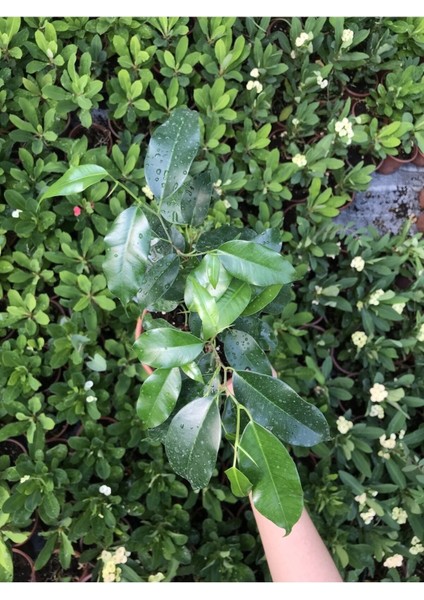 Ficus Benjamina Danielle-Benjamin Bitkisi 70 cm