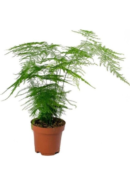 Videolu Salon Tülü Kuşkonmaz Bitkisi 1 Adet 25-40 cm İç Mekan Salon Ev Bitkisi Ofis(Asparagus)