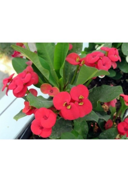 Videolu Kırmızı Dikenler Tacı Kaktüs 1 Adet Saksılı 20-40 cm İç Mekan Hediyelik Bitki(Euphorbia)