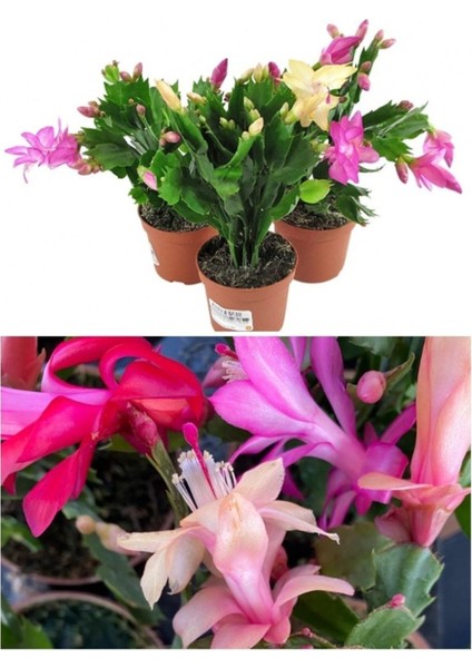 Schlumbergera Çiçeği - Yılbaşı Çiçeği 3 Adet Farklı Renk