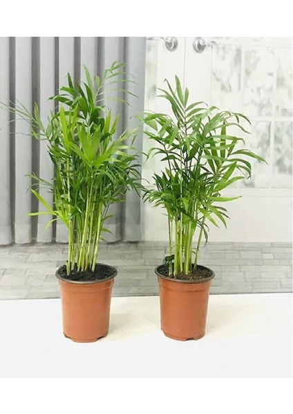 Ev Ofis Salon Bitkisi 2 Adet Areka Palmiyesi 30 cm