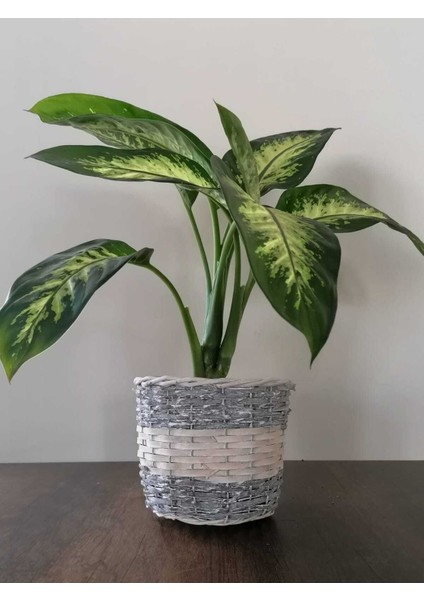 Difenbahya Tropik Salon Bitkisi Tropic Snow 50 - 70 cm fiyatları