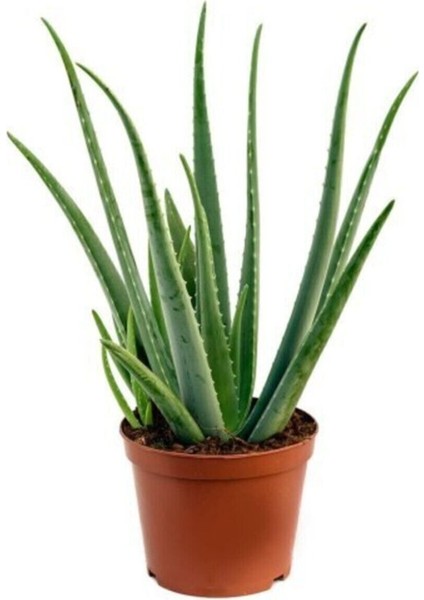 Aloe Vera Bitkisi Tıbbi Sarısabır Cilt İçin Uygun Jel Aleovera 30 - 40 cm