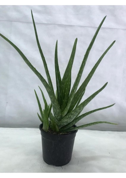 Aloe Vera Bitkisi Tıbbi Sarısabır Cilt İçin Uygun Jel Aleovera 30 - 40 cm