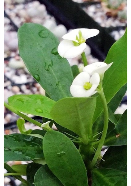 Euphorbia Milii White Dikenler Tacı Beyaz Ev Ofis Salon İç Mekan Bitkisi - 25 cm modelleri