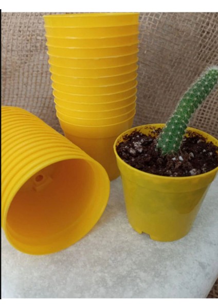 Katı Plastik Sukulent Saksısı 15 Adet Sarı (5.5 cm)