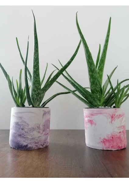 Aloe Vera Bitkisi 40-60 cm