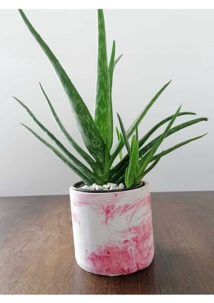 Aloe Vera Bitkisi 40-60 cm