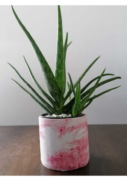 Aloe Vera Bitkisi 40-60 cm
