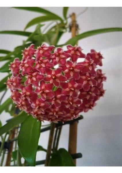 Mum Çiçeği Kırmızı 20-25 cm Ev Salon Bitkisi Hoya Carnosa İç Mekan Bitkisi