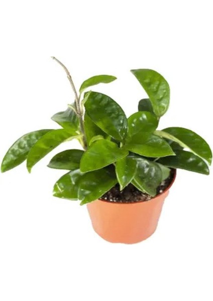 Mum Çiçeği Kırmızı 20-25 cm Ev Salon Bitkisi Hoya Carnosa İç Mekan Bitkisi fiyatları