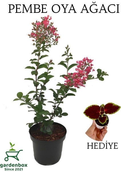 Pembe Renk Oya Ağacı 1 Adet Dış Mekan Saksılı 30-60 cm+Yaprak Güzeli