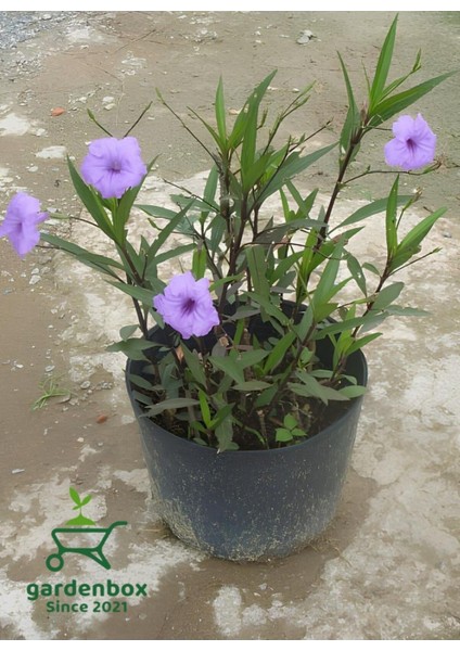 Mor Çiçekli Bahçe Çiçeği Meksika Petunyası Ruelya 30-50 cm Saksılı