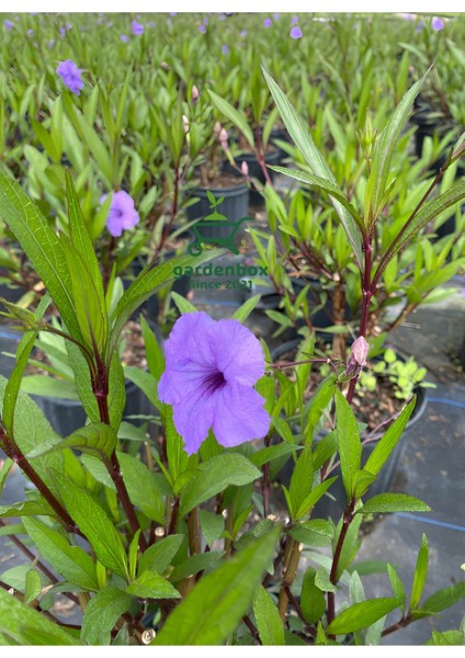 Mor Çiçekli Bahçe Çiçeği Meksika Petunyası Ruelya 30-50 cm Saksılı modelleri