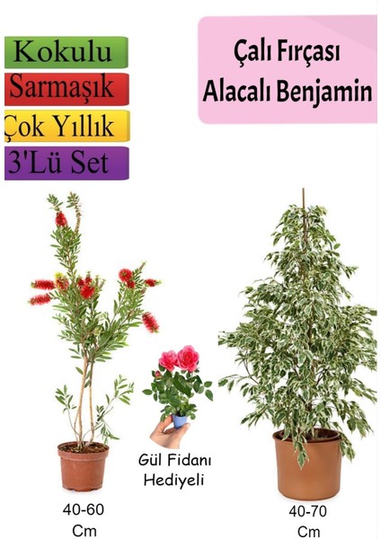 Beyaz Alacalı Benjamin Bitkisi+ Fırça Çalısı+ Gül Fidanı