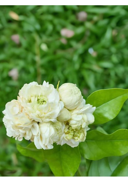 Yoğun Kokulu Katmerli Ful Yasemin Çiçeği 1 Adet Saksılı 40-60 cm(JASMINUM Sambac)