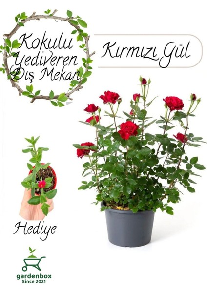 Yediveren Kokulu Kırmızı Gül Fidanı 30-50 cm+BUZ Çiçeği