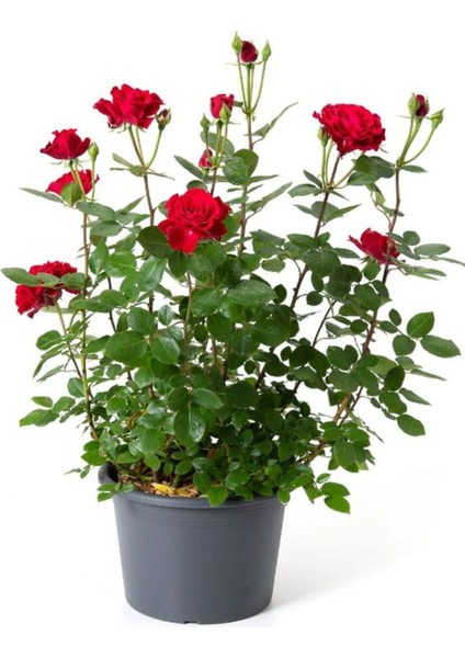 Yediveren Kokulu Kırmızı Gül Fidanı 30-50 cm+BUZ Çiçeği fiyatları