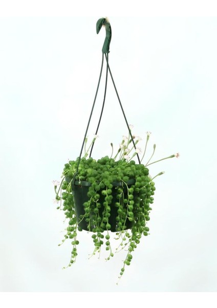 Dekoratif Tespih Çiçeği 1 Adet 20-30 cm Salon Teras Çiçeği fiyatları