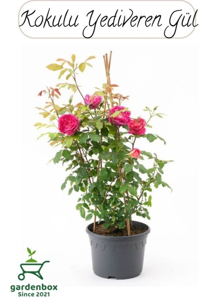 Canlı Saksılı Pembe Gül Fidanı 1 Adet 30/50 cm