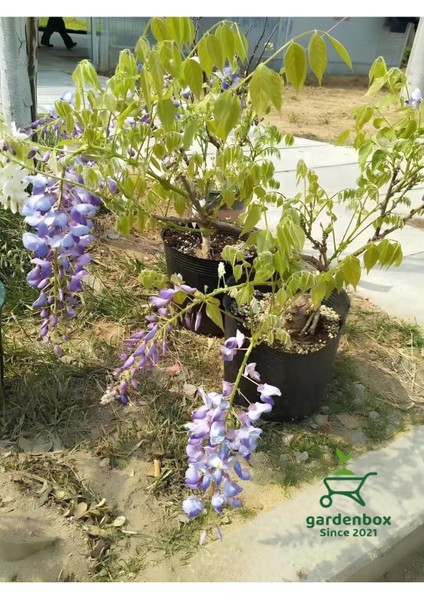 Sarmaşık Mor Salkım Ağacı Fidanı 1 Adet Saksılı 40-60 cm Dış Mekan Bitkisi