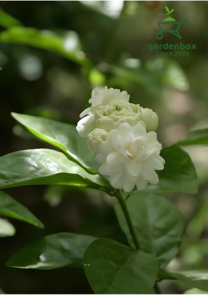 Mis Kokulu Katmerli Ful Yasemin Çiçeği 1 Adet Saksılı 40-60 cm(JASMINUM Sambac)