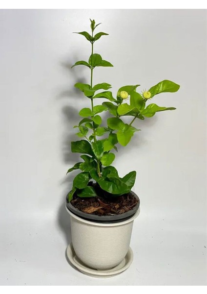 Mis Kokulu Katmerli Ful Yasemin Çiçeği 1 Adet Saksılı 40-60 cm(JASMINUM Sambac)