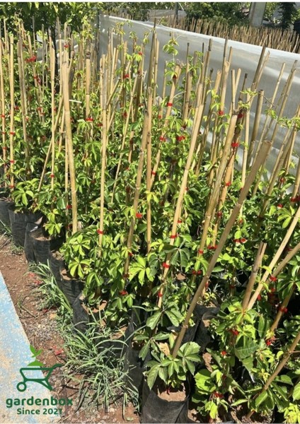 Dekoratif Canı Amerikan Duvar Sarmaşığı 50-70 cm Saksılı Tüplü Canlı Bitki