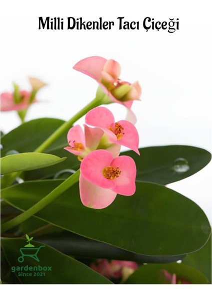 Pink Euphorbia Milii Dikenler Tacı Çiçeği Pembe Renk 15-25 cm