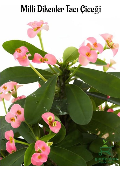 Pink Euphorbia Milii Dikenler Tacı Çiçeği Pembe Renk 15-25 cm fiyatları