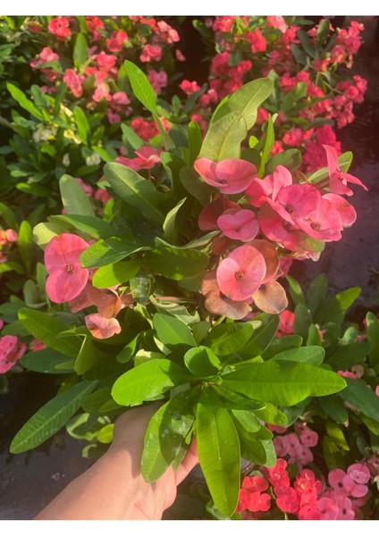 Pink Euphorbia Milii Dikenler Tacı Çiçeği Pembe Renk 15-25 cm modelleri