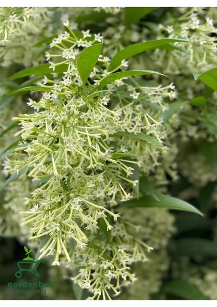 Gece Kokan Melisa Parfüm Çiçeği 1 Adet Saksıda (Cestrum Nocturnum)