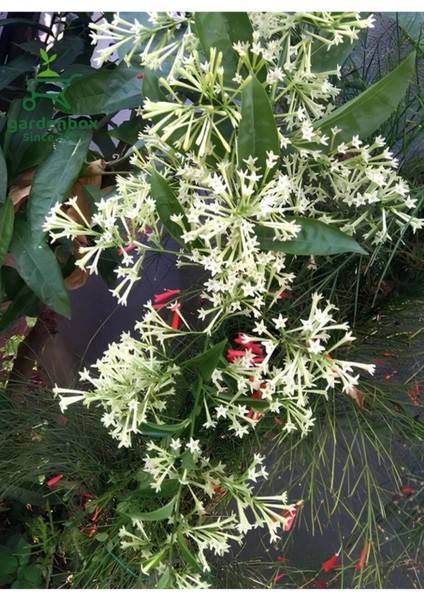 Gece Kokan Melisa Parfüm Çiçeği 1 Adet Saksıda (Cestrum Nocturnum) modelleri