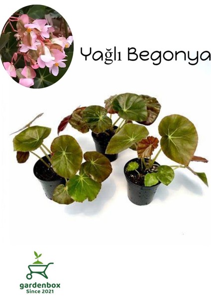 Pembe Çiçekli Yağlı Begonya Çiçeği 3 Adet Saksılı 10-20 cm